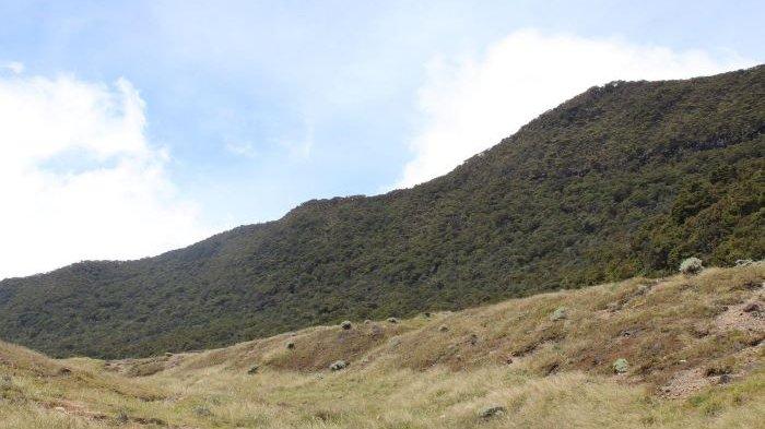 Jalur Pendakian Gunung Gede Pangrango tepatnya di Alun-alun Suryakencana