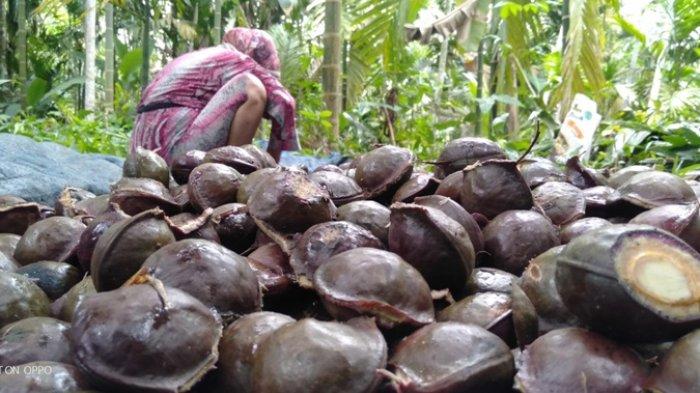 JENGKOL - Petani jengkol di Kabupaten Tanjabtim sedang memanen buah jengkol. Badan Pusat Statistik (BPS) Provinsi Jambi menyebut komoditas jengkol memiliki pengaruh yang begitu signifikan terhadap laju inflasi daerah, bahkan dampaknya hampir mengimbangi komoditas cabai.