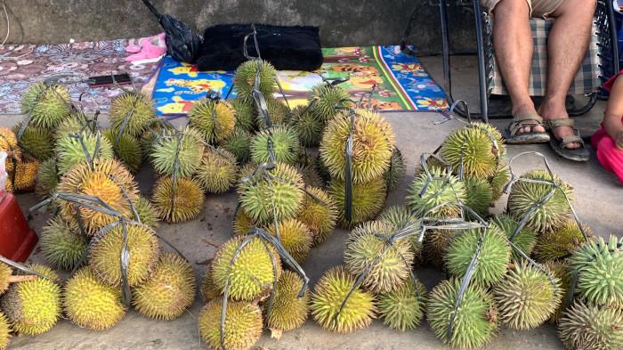 ‎‎DURIAN HUTAN MALINAU - Durian Hutan Malinau. Kalimantan Utara.