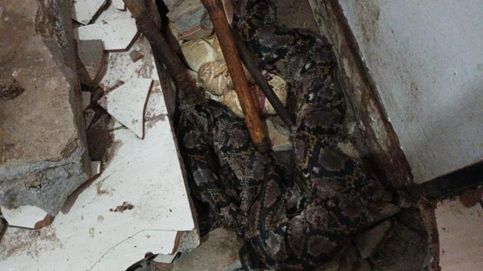EVAKUASI - Dua ekor ular piton berukuran besar yang bersarang di bawah lantai saat pemilik rumah bersama seorang tukang batu membongkar keramik dapur rumah yang berada di seberang Terminal W.A. Garra, Kamis (6/8/2026).