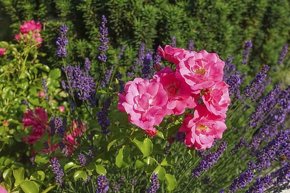 Roses (pink), pink blossom, flowers, lavender (Lavandula angustifolia), narrow-leaved lavender, ornamental plant, medicinal plant, purple flowers, flo