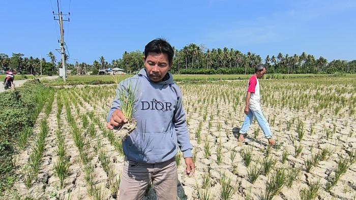 GAGAL PANEN - Sebanyak 50 hektare sawah milik petani di Dusun Pakkandoang, Desa Kuajang, Kecamatan Binuang, Kabupaten Polewali Mandar, Sulawesi Barat, mengalami gagal panen akibat kekeringan, Sabtu (8/8/2026).