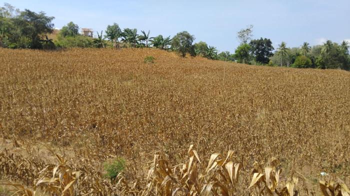 Lahan jagung di wilayah Talumelito Kecamatan Telaga Biru