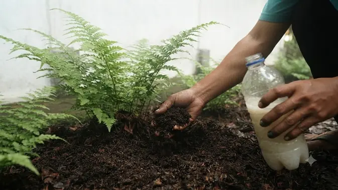 Cara Agar Pakis Sayur Cepat Keluar Tunas (AI Generated)
