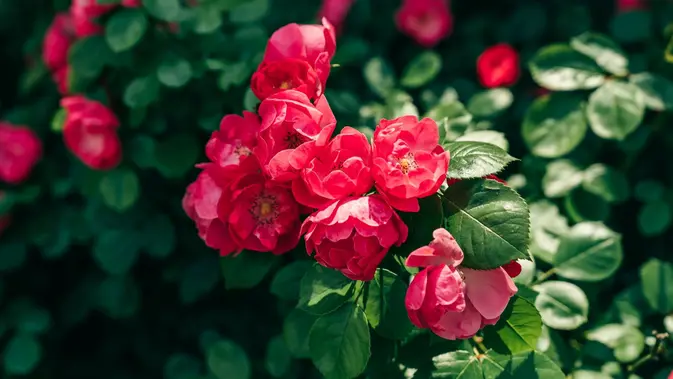 Mawar Mawar. (Gambar: Rui Wang/Pexels)