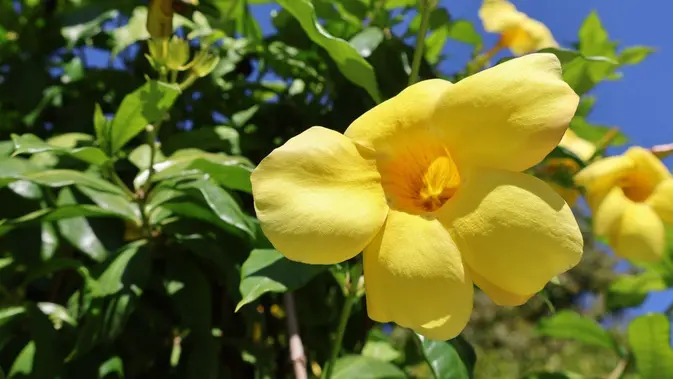 Alamanda Alamanda. (Gambar: sof/Pexels)