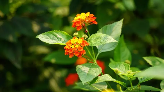 Lantana Lantana. (Gambar: Duy Le Duc/Pexels)