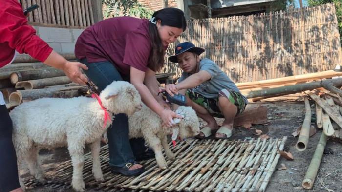 DOMBA MERINO DIMANDIKAN pONOROGO