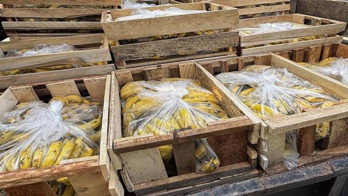 PEDAGANG LAMPUNG CURHAT - Tangkap layar 14 peti pisang cavendish untuk dapur Program Makan Bergizi Gratis (MBG) yang dibatalkan sepihak karena dapur terkena suspend. Pedagang buah asal Metro, Imam Mustofa nyaris terancam rugi Rp 2,1 juta