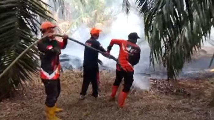 KEBAKARAN - Lahan sawit seluas 1 hektar terbakar di wilayah perbatasan Kabupaten Sarolangun-Merangin, Jambi.