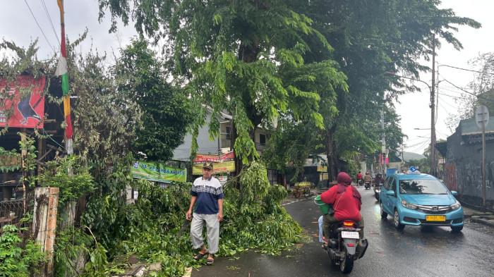 Hujan deras yang disertai angin kencang menyebabkan sebuah pohon tumbang 