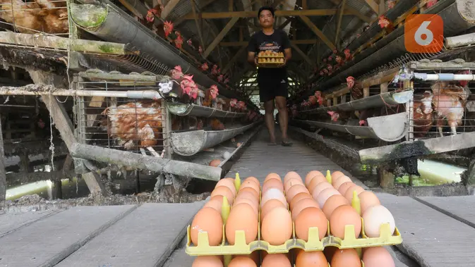 Peternak mengambil telur ayam ras di peternakannya di Kampung Kebon Kopi, Pengasinan, Bogor. (merdeka.com/Arie Basuki)