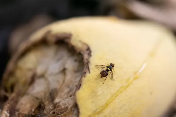 Lalat hinggap di makanan Lalat hinggap di makanan