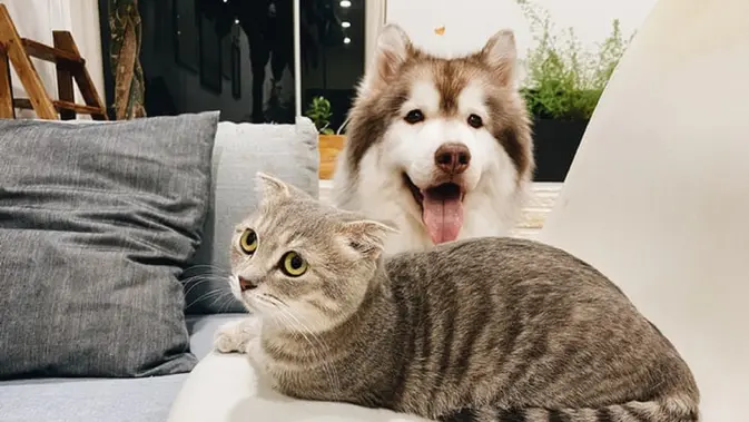 Ilustrasi anjing dan kucing Ilustrasi anjing dan kucing (Dok.Unsplash/ Tran Mau Tri Tam)