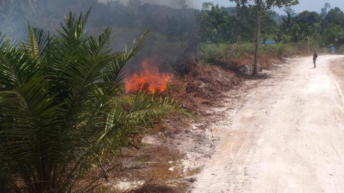 KARHUTLA DI BULUNGAN - Kebakaran hutan dan lahan di Tanjung Agung, Tanjung Palas Timur, Kabupaten Bulungan, Kalimantan Utara (Kaltara), Senin (10/8/2026). Karhutla hanguskan sekitar 6 hektare lahan, BPBD sigap kerahkan armada.