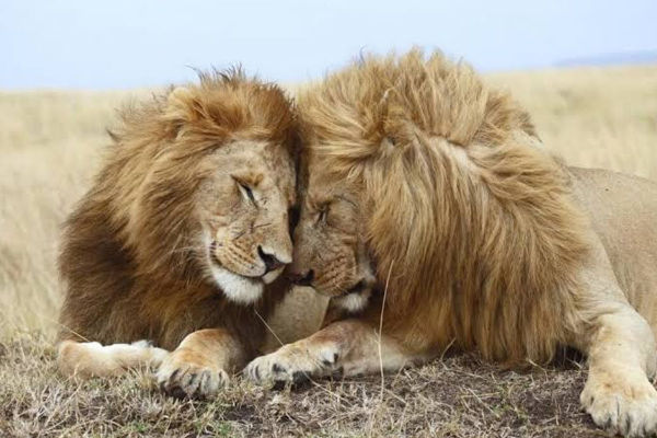 Gay Pets? Understanding Certain Behavior in Dogs, Cats and Other Animals