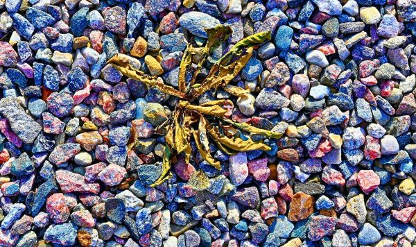 Picture of a cooked gravel weed Picture of a cooked gravel weed