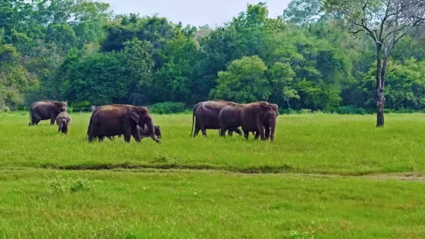 Kaziranga elephants elephants (2)