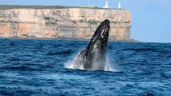 Temukan Sisi Lain Sydney dalam Perjalanan Darat yang Tak Terlupakan