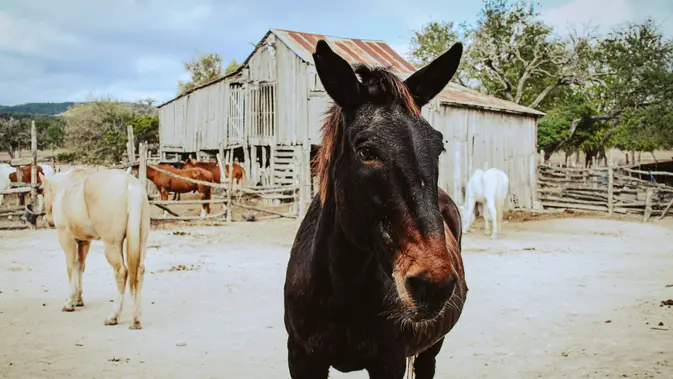 Bandera, Texas (image by Unsplash/Polina Portnaya)