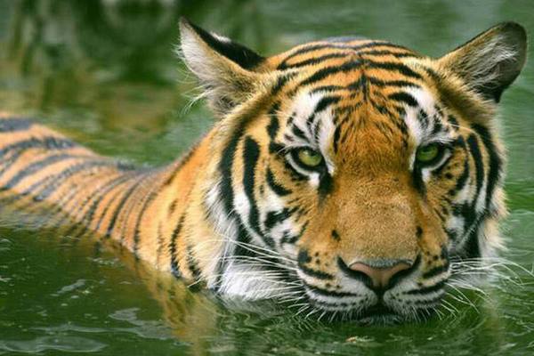 Man vs Wild: Why Did the Conflict Between Humans and Wildlife Become Necessary?