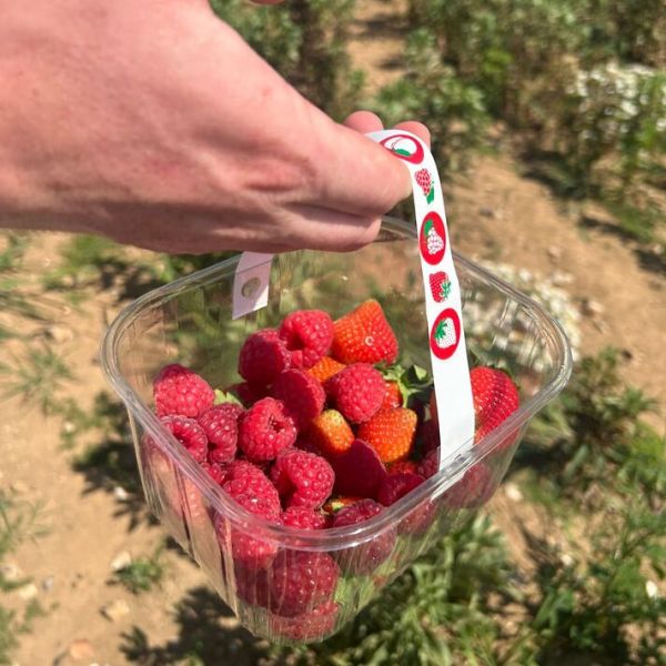 Fruit picking at Copas Farms PYO Fruit picking at Copas Farms PYO