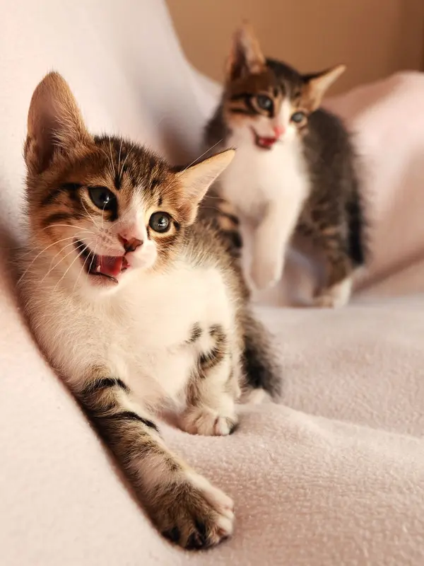 Kucing Mengeong (Sumber: Pexels)