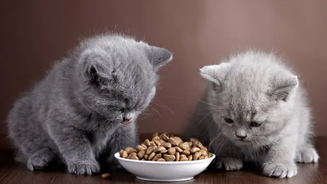 Ilustrasi snack kucing kaya nutrisi. (c) magone/Depositphotos