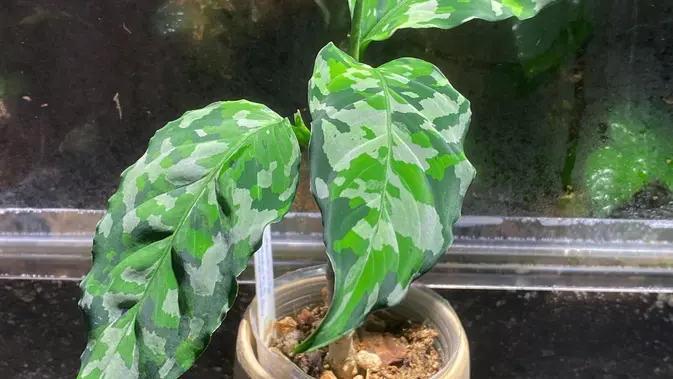 anaman Hias dengan Daun Mirip Lukisan yang Cocok Jadi Koleksi (Instagram/plantasyfarms)