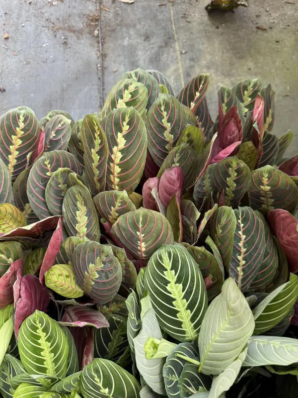 Maranta Leuconeura (Prayer Plant) (IG/plantplacenursery)