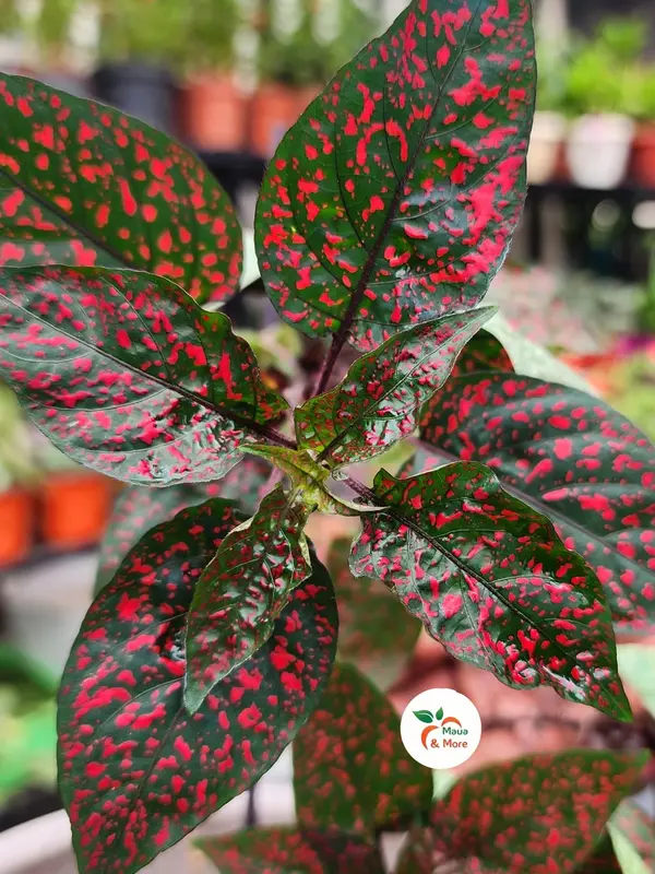 Hypoestes Phyllostachya (Polka Dot Plant) IG/mauaandmore