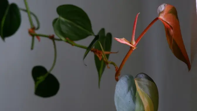 philodendron (sumber: Unsplash)