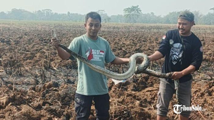 ULAR SANCA - Evakuasi ular sanca ukuran 3 meter di di lahan pertanian dekat Serut, Kelurahan Popongan, Kecamatan/Kabupaten Karanganyar, Minggu (16/8/2026). Ular tersebut muncul ketika lahan persawahan sedang dikerjakan menggunakan traktor.