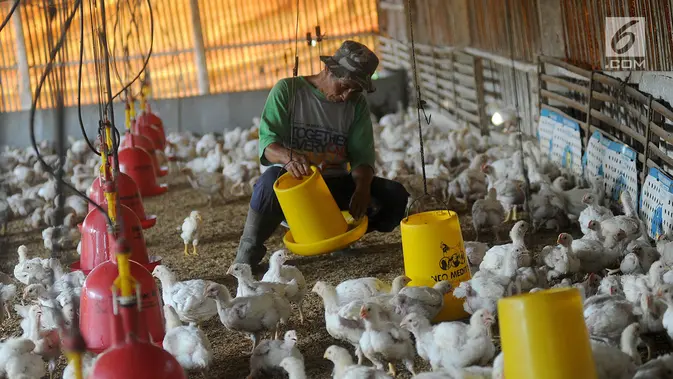 Peternak memberikan makan pada ayam pedaging broiler di kawasan Cipelang, Bogor, Jawa Barat. (Merdeka.com/Arie Basuki)