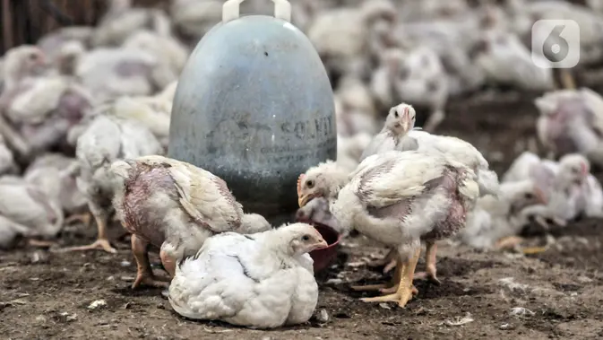 Sejumlah ayam berada di agen ayam potong kawasan Cipinang Melayu, Jakarta Timur (merdeka.com/Iqbal S. Nugroho)