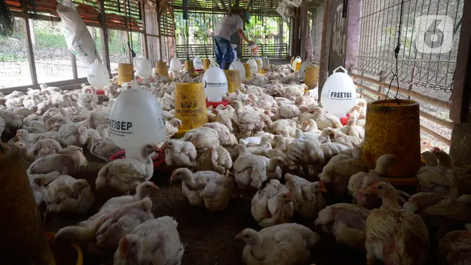 Pekerja memberi pakan ternak ayam potong yang sudah siap dijual di Kawasan Gunung Sindur, Kabupaten Bogor, Jawa Barat (merdeka.com/Dwi Narwoko)