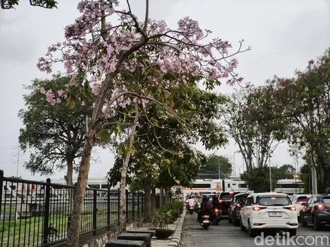 Bunga Tabebuya bermekaran di Jalan Madukoro, Semarang Barat, Kota Semarang, Minggu (16/8/2023).