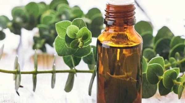 Eucalyptus oil