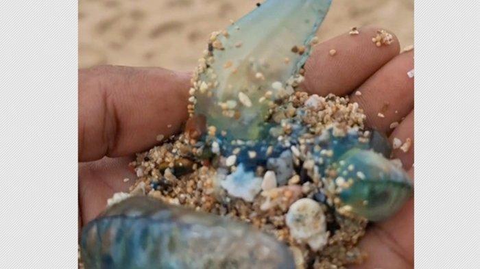 TERDAMPAR - Penampakan ubur-ubur yang terdampar di kawasan Pantai Gunungkidul, Minggu (13/7/2025)