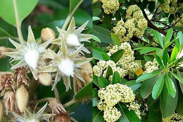 4 Garden Trees That Add Fragrance, Shade and Attract Birds