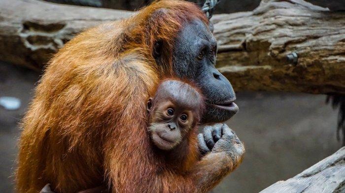 4 Arti Mimpi Orang Utan Menurut Primbon, Benarkah Tanda Masalah Dalam Hidup?