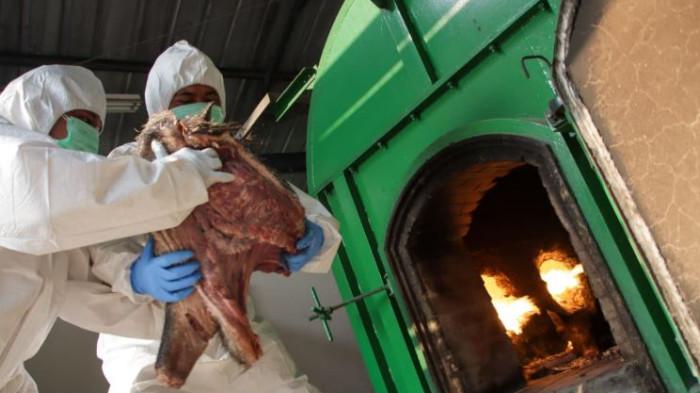 DAGING BABI - Pengiriman daging babi hutan 3,6 ton dan 600 kg labi-labi asal Jambi menuju Semarang, Jawa Tengah, digagalkan petugas Karantina Banten di Pelabuhan Penyeberangan Merak. (karantinaindonesia.go.id)