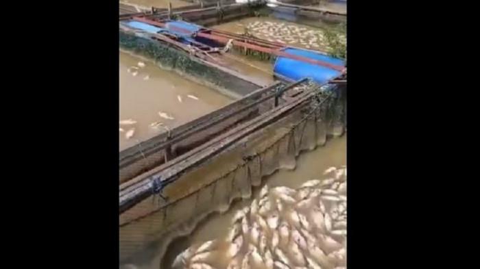IKAN MATI - Ikan budidaya dalam keramba milik petani di Kecamatan Jambi Luar Kota (Jaluko), Kabupaten Muaro Jambi, mati dalam dua bulan terakhir. Ada berton-ton ikan mati. TRIBUN JAMBI/RIFANI HALIM