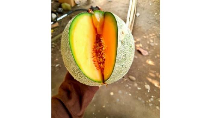 BUDIDAYA - Melon hasil budidaya petani binaan di Desa Simpang Limbur memiliki tingkat kemanisan hingga 16 derajat brix dan menjadi salah satu komoditas hortikultura yang dikembangkan melalui program pendampingan
