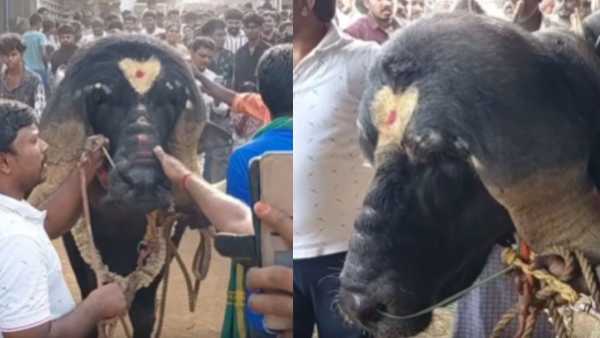 सोशल मीडियावर या म्हशीची जोरदार चर्चा आहे. यादरम्यानचे काही फोटो आणि व्हिडीओही पुढे आली आहेत. तब्बल 5 लाख रूपये या म्हशीची किमत आहे. 