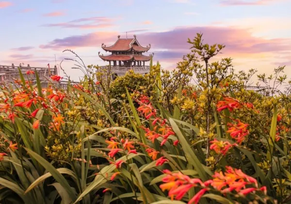 Montbretia flowers bloom amid the sea of clouds on Fansipan. Photo courtesy of Sun Group