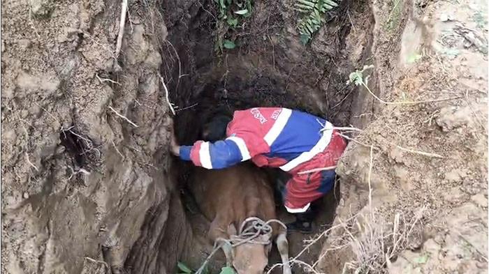EVAKUASI SAPI-Sapi warga Buluran Kenali berhasil dievakuasi petugas Damkartan setelah terjebak di dalam sumur selama sekitar 14 jam.