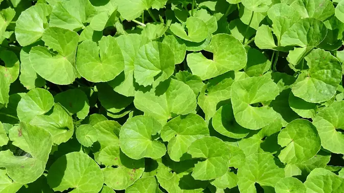 Ilustrasi Daun Pegagan. (Foto: sarangib/pixabay)
