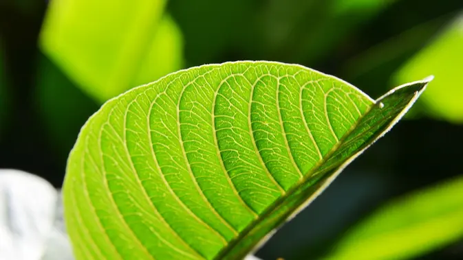 Daun Jambu Biji  (sumber: Pixabay)