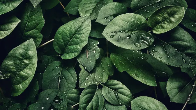 Ilustrasi daun dadap. (Foto oleh sohail nachiti: https://www.pexels.com/id-id/foto/fotografi-close-up-daun-dengan-tetesan-807598/)